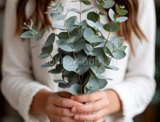 Эвкалипт silver dollar🌿