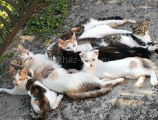 Котята в добрые руки