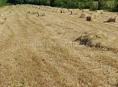 Овес в тюках 