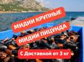 МИДИИ и УСТРИЦЫ СВЕЖИЕ С ЧЕРНОГО МОРЯ 