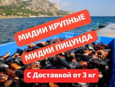 МИДИИ и УСТРИЦЫ СВЕЖИЕ С ЧЕРНОГО МОРЯ 