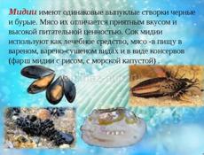 МИДИИ и УСТРИЦЫ СВЕЖИЕ С ЧЕРНОГО МОРЯ