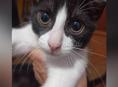 Котята подростки
