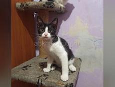 Котята подростки