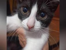 Котята подростки