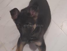 Немецкая овчарка 