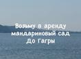 Аренда мандаринового сада 