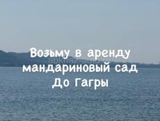 Аренда мандаринового сада 