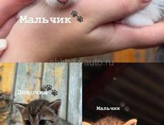     Котята в добрые руки 🐾