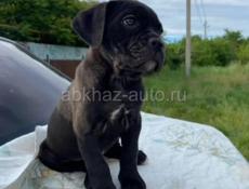 ЩЕНКИ КАНЕ КОРСО 