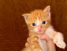 срочно отдам котят