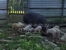 Породистые поросята