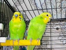 Волнистые попугаи