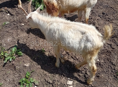 Козы 🐐 и Быки 🐂 