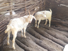Быки 🐂 и Козы 🐐 