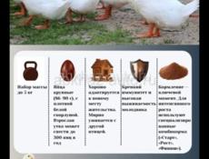 Утки
