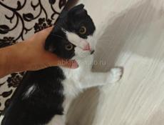 Отдам кота домашнего,звонить на ватсап