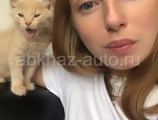 Ласковые, дружные🐾🧡🐈