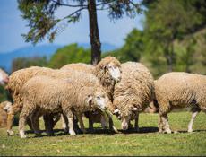 Продаётся баран и овец🐑