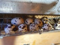 Продаются инкубационные яйца перепёлок