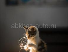 Отдается котенок