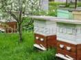 Пчелинные рамочные улики (с пчелами) 