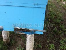 Продам улья с пчелосемьями