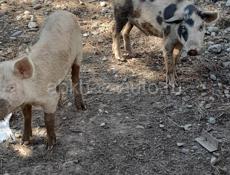 Продою породистых свиней срочно