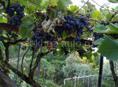 Агудзера, виноград оптом по 30-40