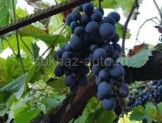 Агудзера, виноград оптом по 30-40