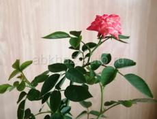 Роза гибридная