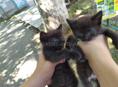 Два котёнка черные, ласковые, девочки