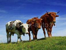 Продается скот разной весовой категории.