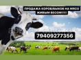 Продажа коров/быков на Мясо живым весом ! 