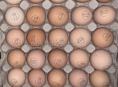 Инкубационные яйца Кобб500