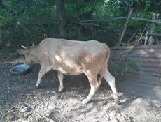 Молодая корова на мясо около100 кг