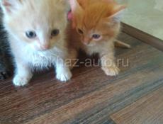 Отдам в добрые руки котят от Сиамской  кошки