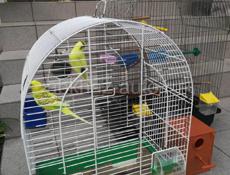 Продаю двух попугайчиков мальчик и деовчка+ две большие клетки