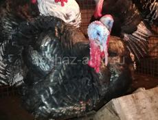 Продаю индюков 🦃 Пицунда 2500р