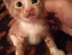 В добрые руки котят от британской домашней кошки