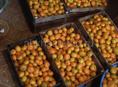 Продам мандарины оптом полторы тонны