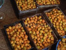 Продам мандарины оптом полторы тонны