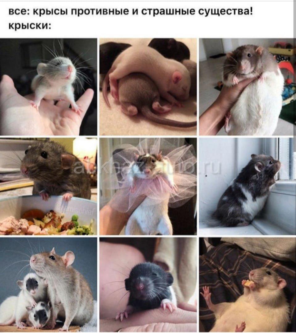 Куда всю пиццу мне можно я же крыса