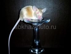 Мышки декоративные 