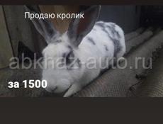 Продаю Кролика  