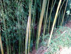 Бамбуковые деревья