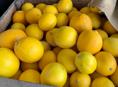 Продам лимоны 