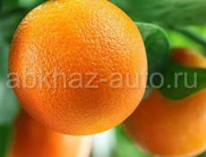 Апельсины 300-400кг