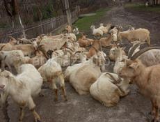 Продажа коз с козлятами