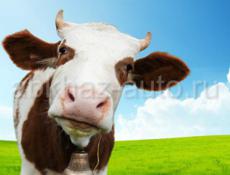 Продаётся молодая корова 3-х лет. 80-90 кг